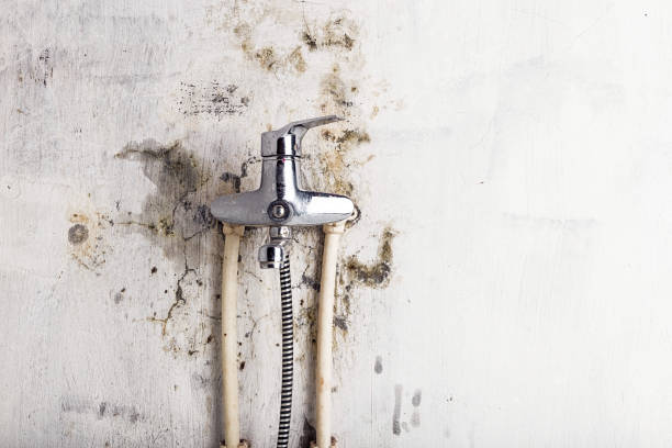 Best Certified Mold Removal  in Madison Center, CT