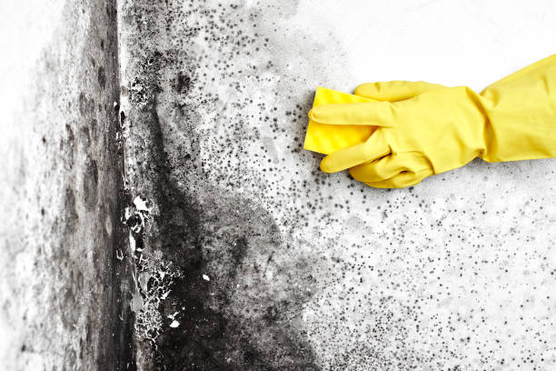 Best Crawl Space Mold Removal  in Madison Center, CT