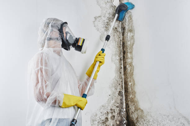 Best Local Mold Removal Service  in Madison Center, CT