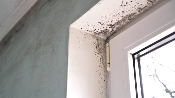 Best Fast Mold Removal  in Madison Center, CT