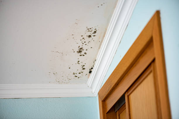 Best Mold Removal Specialists  in Madison Center, CT