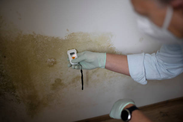 Best Home Mold Removal  in Madison Center, CT