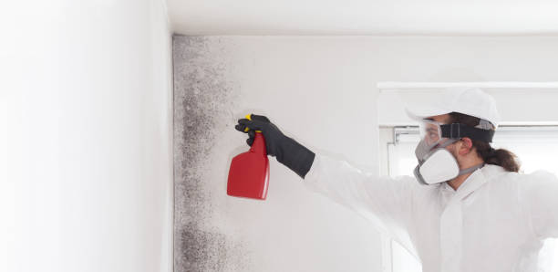 Professional Mold Removal in Madison Center, CT