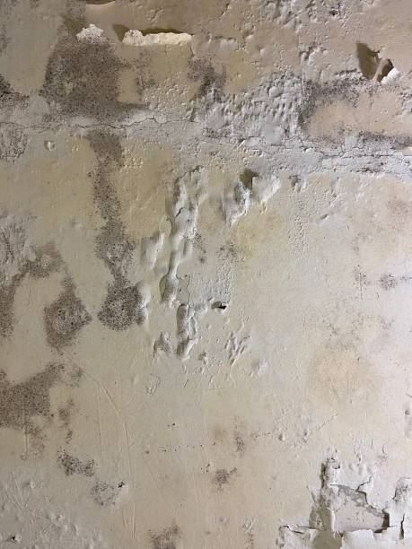 Best Mold Remediation  in Madison Center, CT