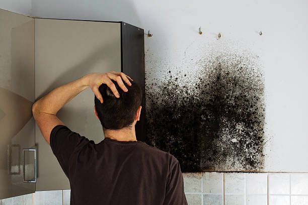 Best Mold Removal Company Near Me  in Madison Center, CT