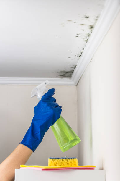Best Mold Testing and Removal  in Madison Center, CT