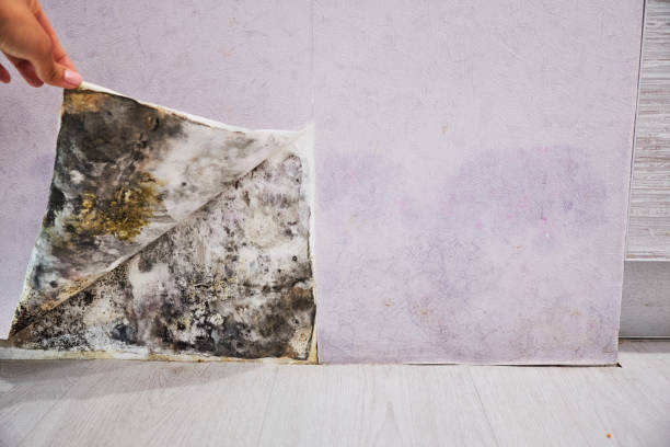 Best Affordable Mold Removal  in Madison Center, CT